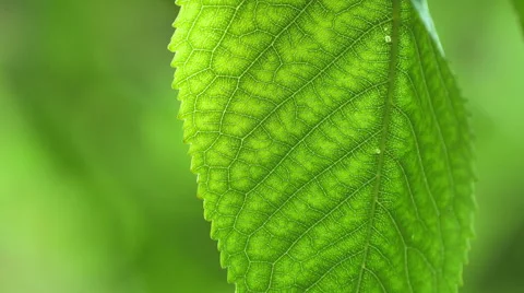 Leaf close-up Stock Footage 51647252