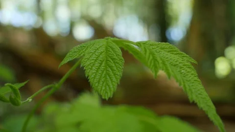 Leaf Close Up Stock Footage 91216180