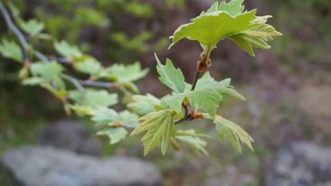 Leaf close up Stock Footage 92850883