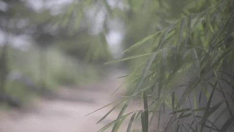 Leaf Close-Up Highlighting Natural Patterns Stock Footage 297855059