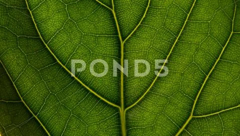 Leaf close up Stock Photos