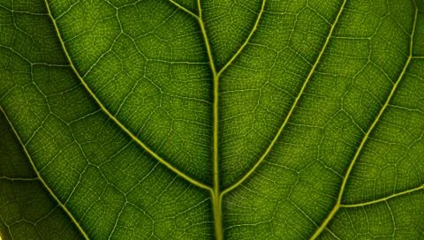 Leaf close up Stock Photos