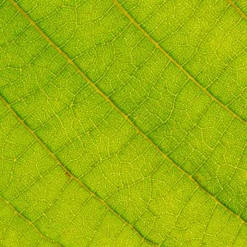 Leaf close up Stock Photos