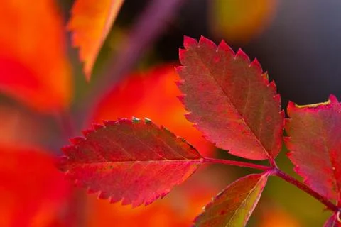Leaf close up Stock Photos