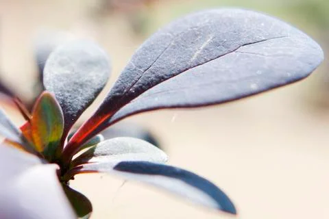 Leaf close-up Stock Photos