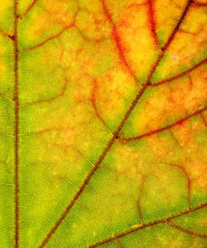 Leaf close up Stock Photos