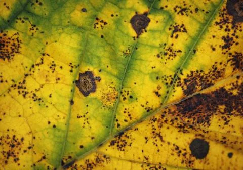 Leaf close-up 스톡 사진