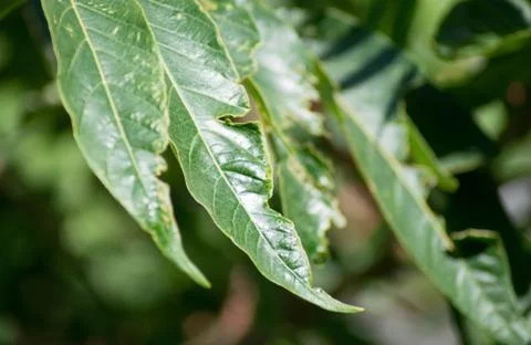 Leaf close-up Stock Photos