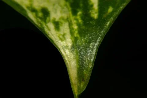 Leaf Close-Up Stock Photos