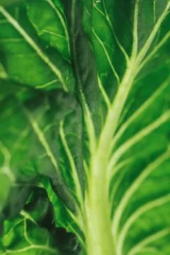 Leaf in close-up Stock Photos