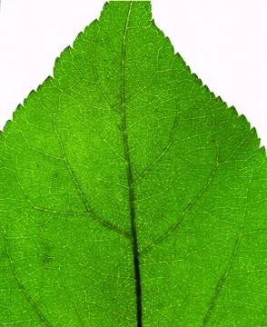 Leaf close up Foto stock