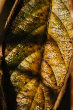 Leaf close up Stock Photos