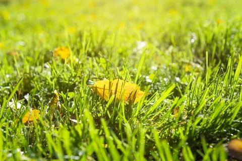 Leaf close up Stock Photos
