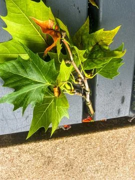 Leaf Close-Up 스톡 사진