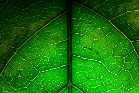 Leaf Close Up View Stock-Fotos