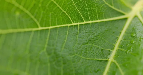 Leaf, closeup and water with texture in nature, tree and growth pattern with Stock Footage 319735975