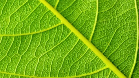 Leaf closeup detail Stock Footage 143561025