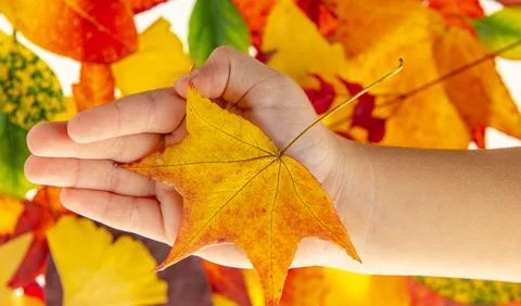 Leaf closeup with isolated maple leaves. Hand holding decorative maple leaf Stock Photos