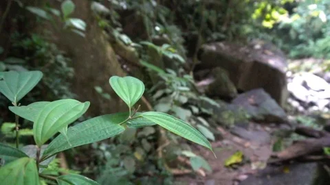 Leaf Closeup On Path In Wild Jungle Forest [Slow Motion] Stock Footage 88883824