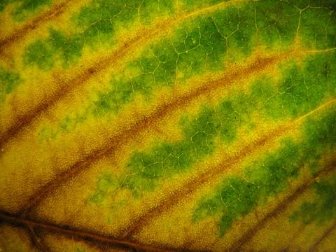 Leaf closeup Stock Photos