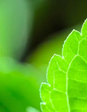 Leaf closeup Stockfoto's