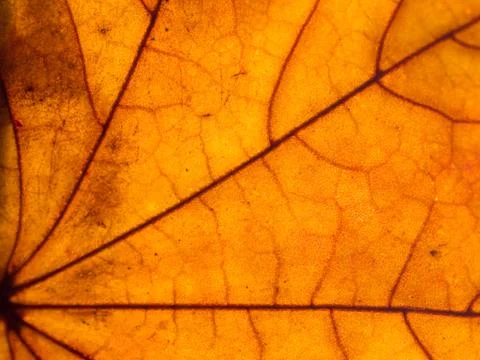 Leaf closeup Stock Photos