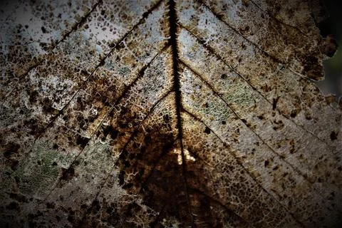 Leaf Closeup Stock Photos