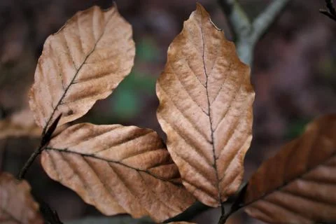 Leaf Closeup Stock Photos