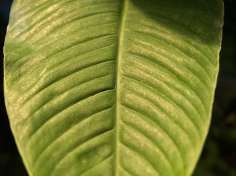 A leaf in closeup in shadow and light in jena Stock Photos