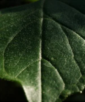 A leaf in closeup in shadow and light in jena Stock Photos