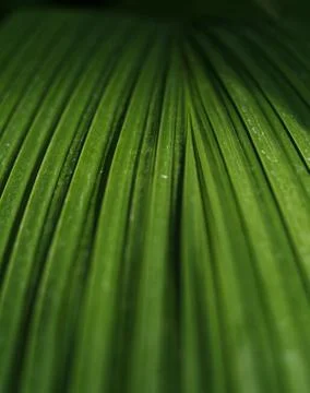 A leaf in closeup in shadow and light in jena Stock Photos