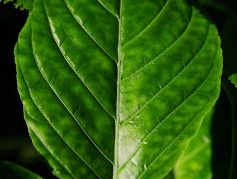 A leaf in closeup in shadow and light in jena Stock Photos