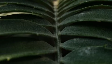 A leaf in closeup in shadow and light in jena Stock Photos
