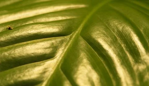 A leaf in closeup in shadow and light in jena Foto stock