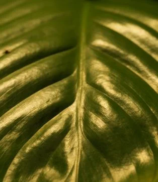 A leaf in closeup in shadow and light in jena Stock Photos
