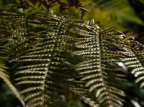 A leaf in closeup in shadow and light in jena Foto stock
