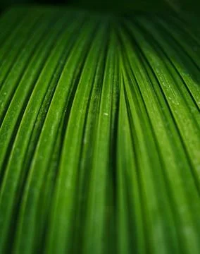 A leaf in closeup with shadow and light in botanical garden Stock Photos