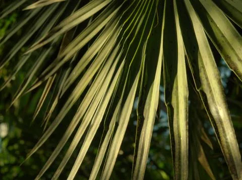 A leaf in closeup with shadow and light in botanical garden Stock Photos
