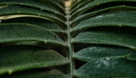 A leaf in closeup in shadow and light in jena Stock Photos
