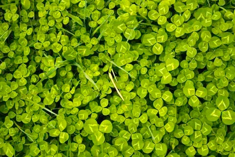 Leaf clover Stock-Fotos