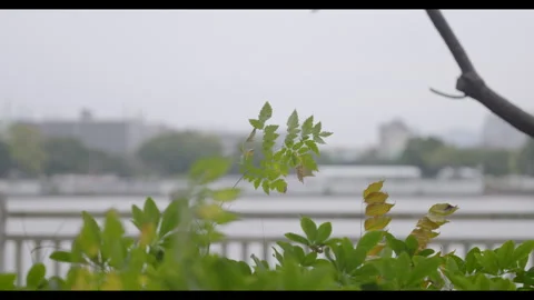 Leaf Cluster with Blurred Waterfront for Mindfulness Stock Footage 327526819