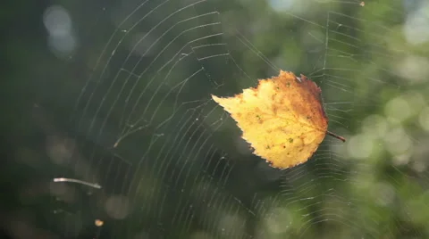 Leaf in cobweb Stock Footage 54330937