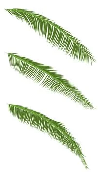 Leaf of coconut with leaf isolated white background vector illustration Illustrazione stock