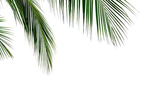 Leaf coconut tree isolated on white background ,Green leaves pattern Stock Photos