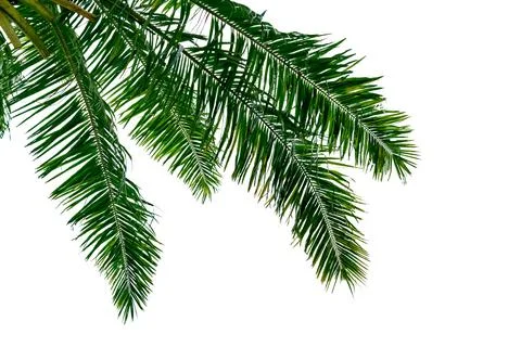Leaf coconut tree isolated on white background,Green leaves pattern Stock Photos
