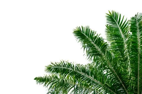 Leaf coconut tree isolated on white background,Green leaves pattern Stock Photos