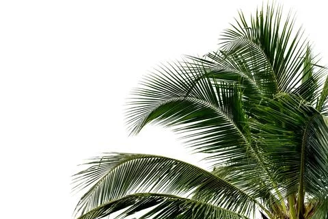 Leaf coconut tree isolated on white background,Green leaves pattern Stock Photos