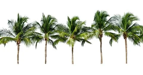Leaf coconut tree isolated on white background ,Green leaves pattern Stock Photos