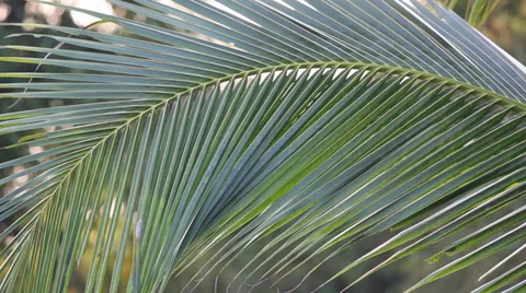 Leaf of coconut tree movement 動画素材 35576581