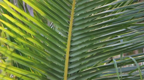 Leaf of coconut tree movement 動画素材 35576583